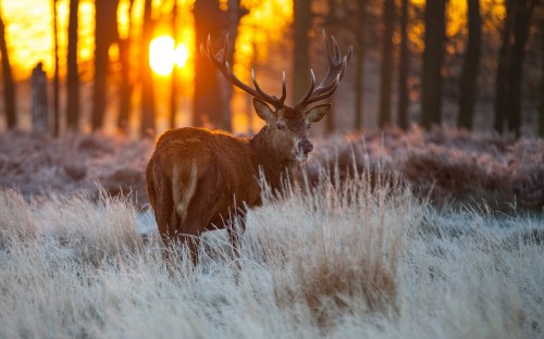 Image brown deer on white grass field during daytime