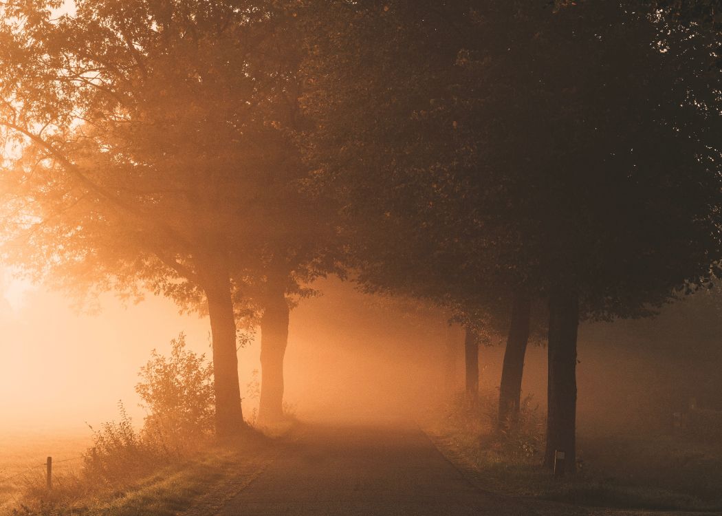 light, nature, fog, natural landscape, mist