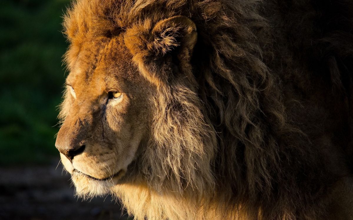 狮子, 野生动物, 马赛马的狮子, 陆地动物, 鬃毛 壁纸 2560x1600 允许