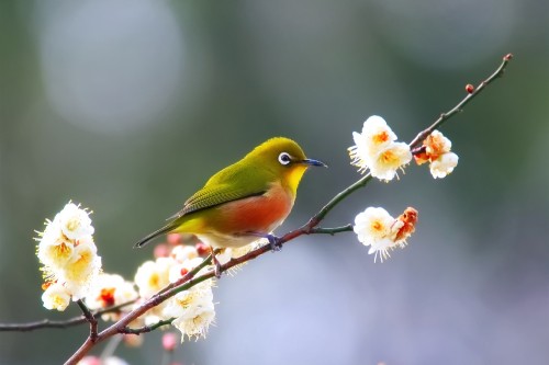 Image yellow and green bird on white flower