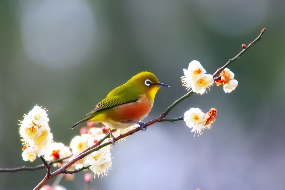 Oiseau Jaune et Vert Sur Fleur Blanche. Wallpaper in 2048x1365 Resolution