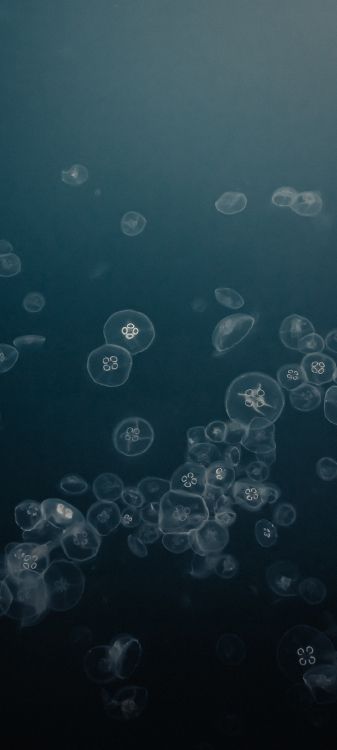 Cercle, Eau, Liquid, Azure, Gris. Wallpaper in 1080x2400 Resolution