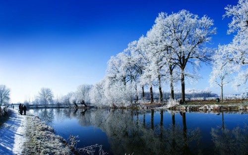 Image white trees near body of water during daytime