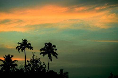 Image silhouette of palm trees during sunset