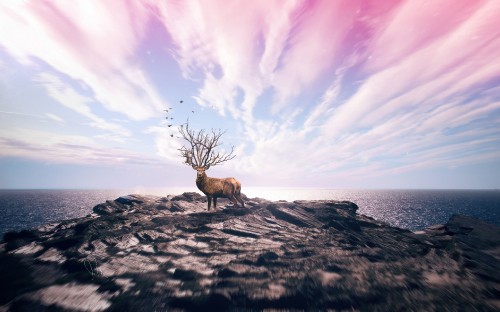 Image brown deer on gray rock formation under white clouds and blue sky during daytime