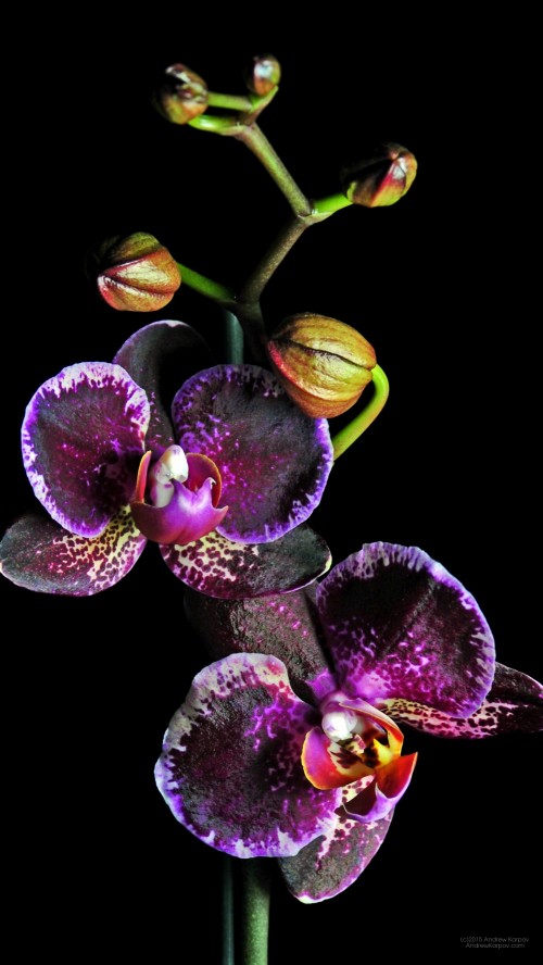 Fondos de Pantalla Las Orquídeas, Imágenes HD Las Orquídeas, Descargar  Imágenes Gratis