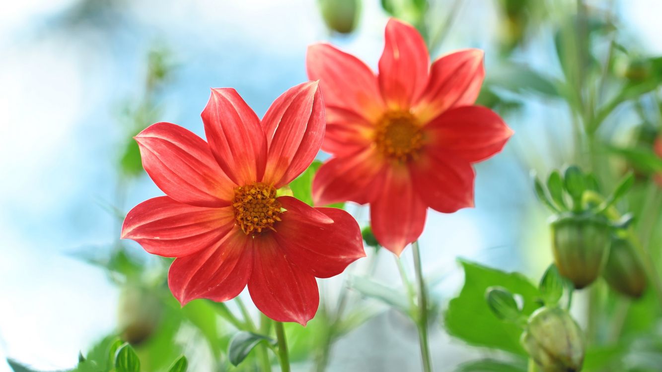 Flora, Blühende Pflanze, Einjährige Pflanze, Blütenblatt, Botanik. Wallpaper in 3840x2160 Resolution