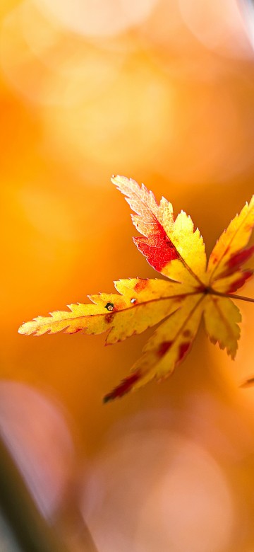 Image qiufen, Solar term, plant, amber, branch