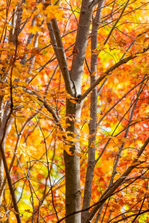 Image autumn, leaf, branch, tree, natural landscape