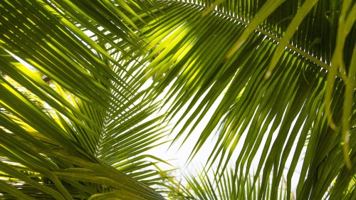 Image green palm tree during daytime