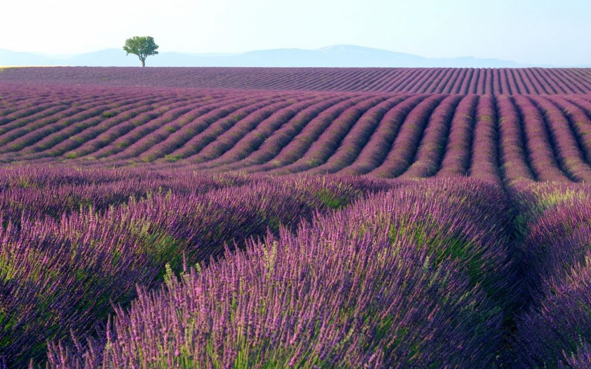 Champ D'herbe Verte et Brune Pendant la Journée. Wallpaper in 1920x1200 Resolution