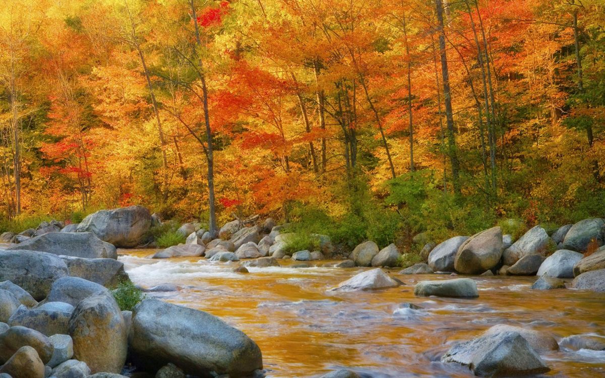 brown and red trees beside river