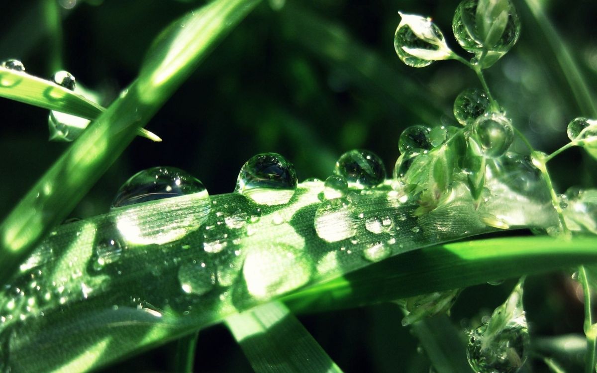 water droplets on green plant