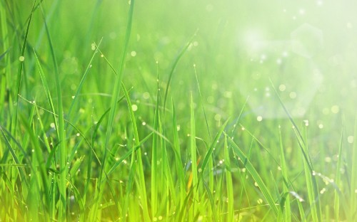 Image water droplets on green grass during daytime