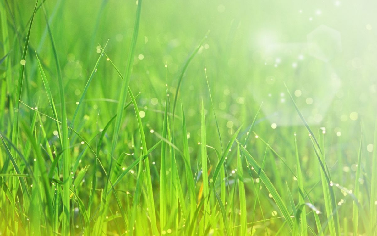 water droplets on green grass during daytime