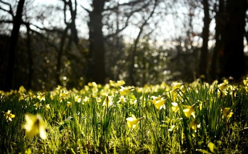 Image yellow flower field during daytime