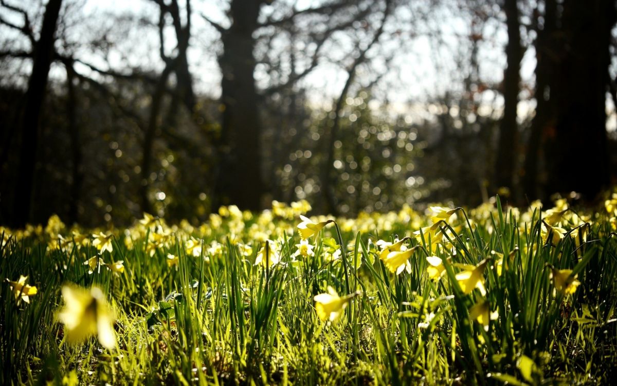 yellow flower field during daytime