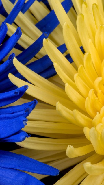 Image blue and yellow plastic sticks