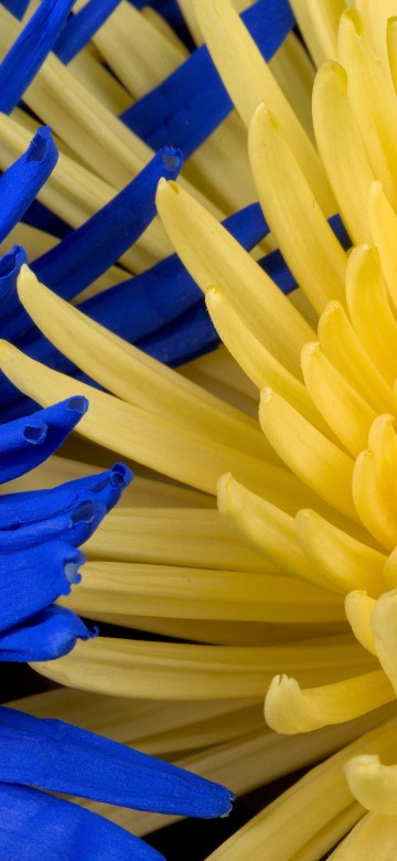 Image blue and yellow plastic sticks