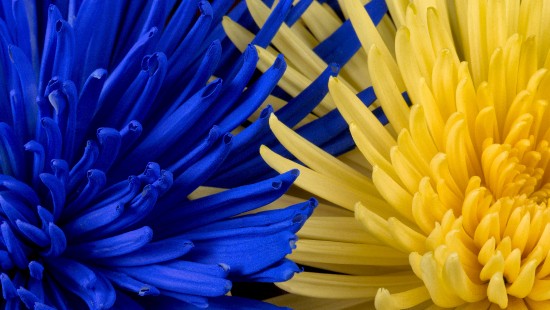 Image blue and yellow plastic sticks