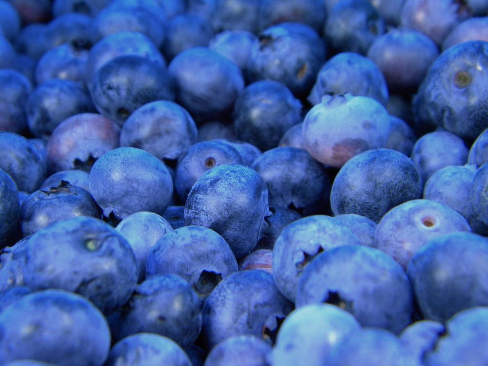 blue berries in close up photography