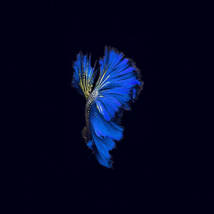 Ilustración de Pluma Azul y Verde. Wallpaper in 2732x2732 Resolution