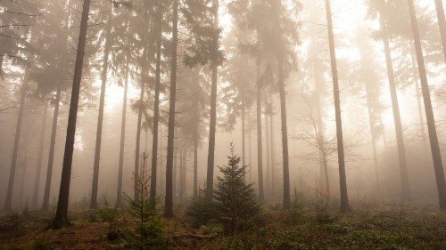 Image green trees on forest during daytime