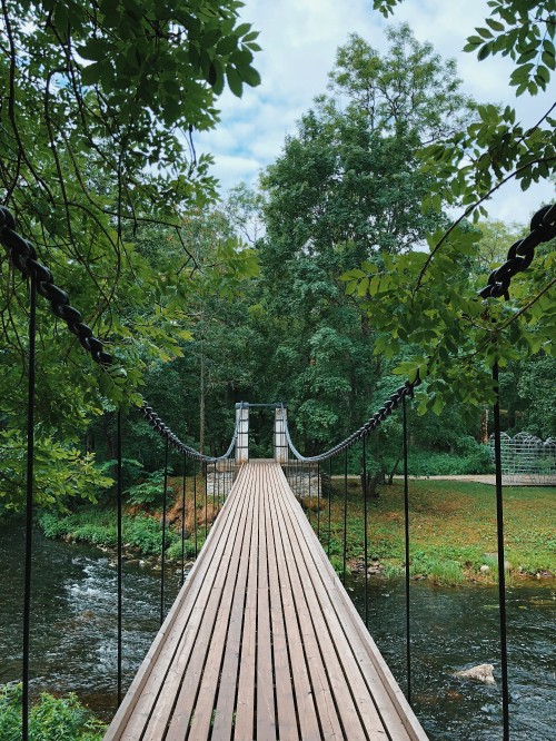 Image nature, suspension bridge, biology, science, wood