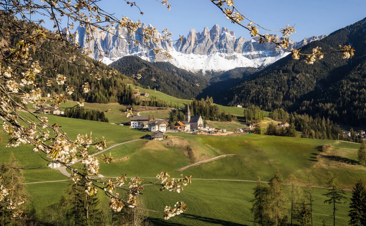 funes valley, dolomites, mountain, villn, plant