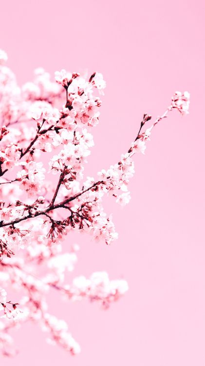 cherry blossom, blossom, flower, petal, tree