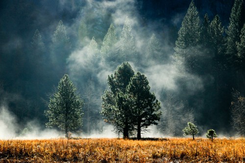 Image green trees on brown grass field under gray clouds