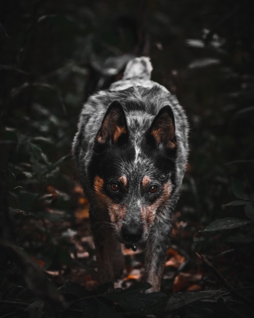 Image black and white short coated dog