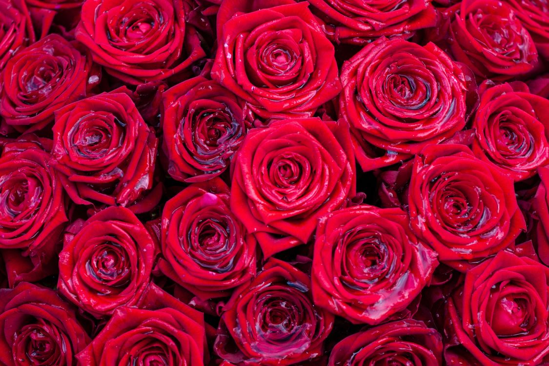 玫瑰花园, 红色的, 粉红色, 多花, 玫瑰家庭 壁纸 4272x2848 允许