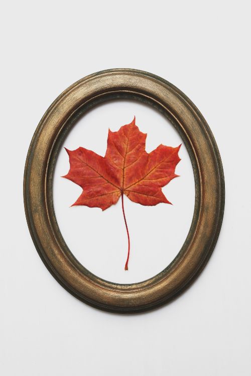 red maple leaf on brown round plate