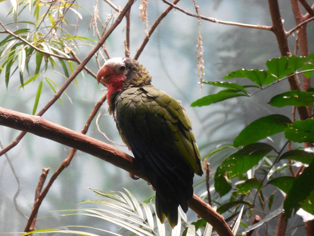 Oiseau Vert et Rouge Sur Une Branche D'arbre Brun Pendant la Journée. Wallpaper in 4608x3456 Resolution