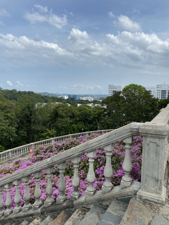 Morado, Magenta, Arbusto, Violeta, Lavanda. Wallpaper in 1536x2048 Resolution