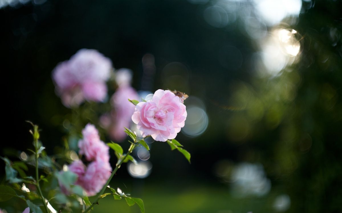 Rosa Blume in Tilt-Shift-Linse. Wallpaper in 2560x1600 Resolution