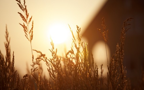 Image brown grass during golden hour