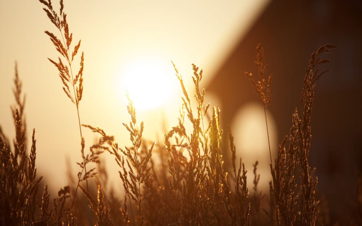 brown grass during golden hour