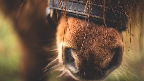 Image brown horse with blue leather belt