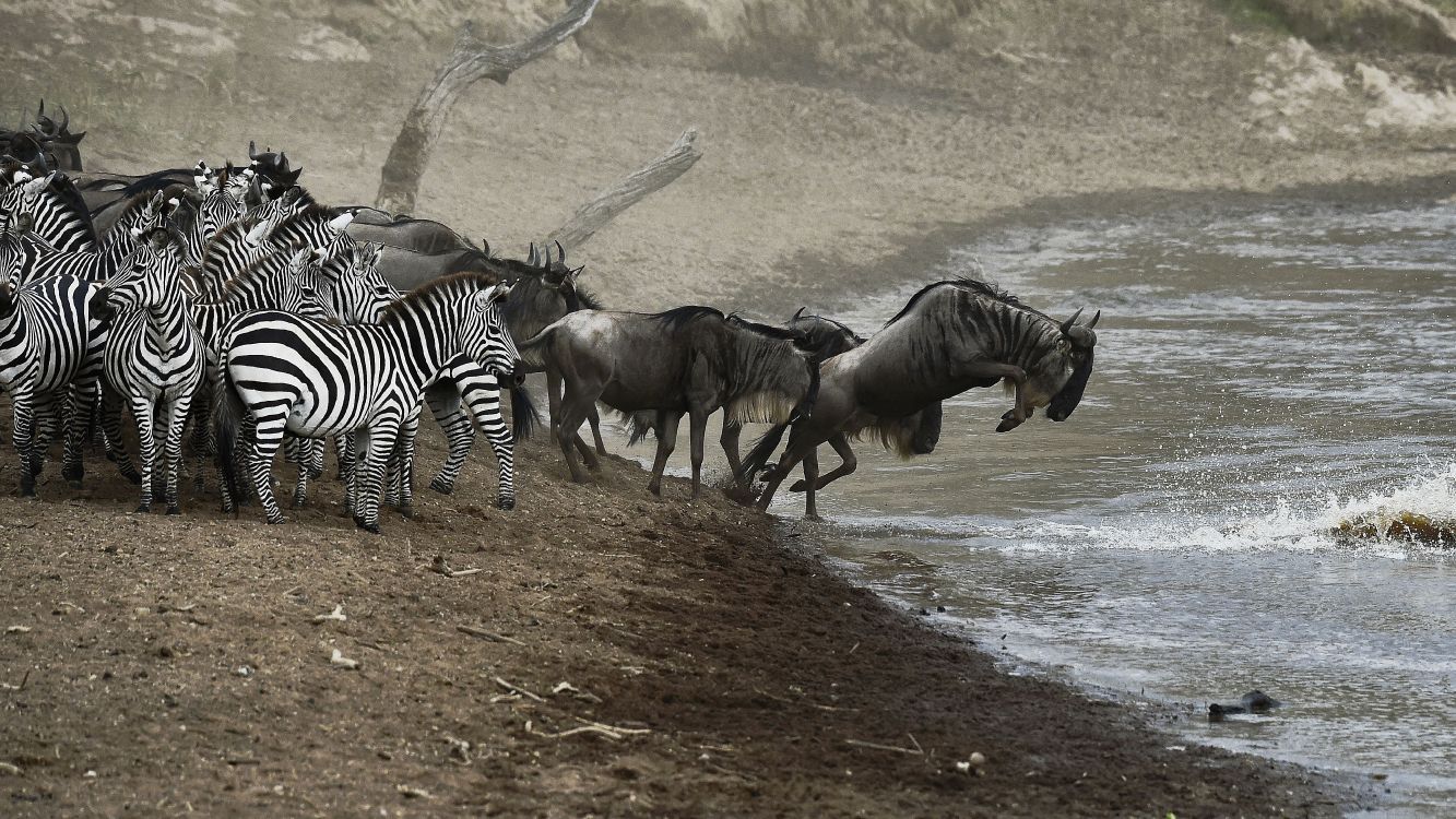 zebra and zebra on brown soil