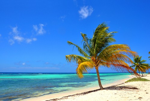 Image green palm tree on white sand beach during daytime