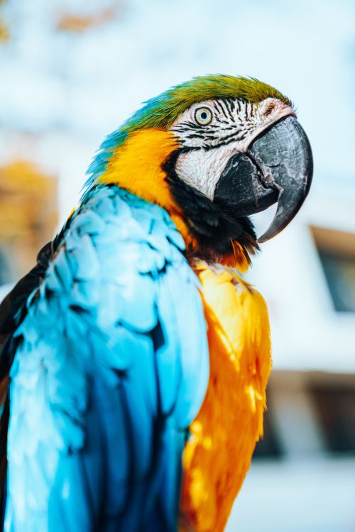 Blue Yellow and Orange Parrot. Wallpaper in 5304x7952 Resolution