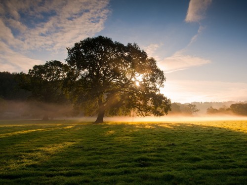 Image green tree on green grass field during daytime