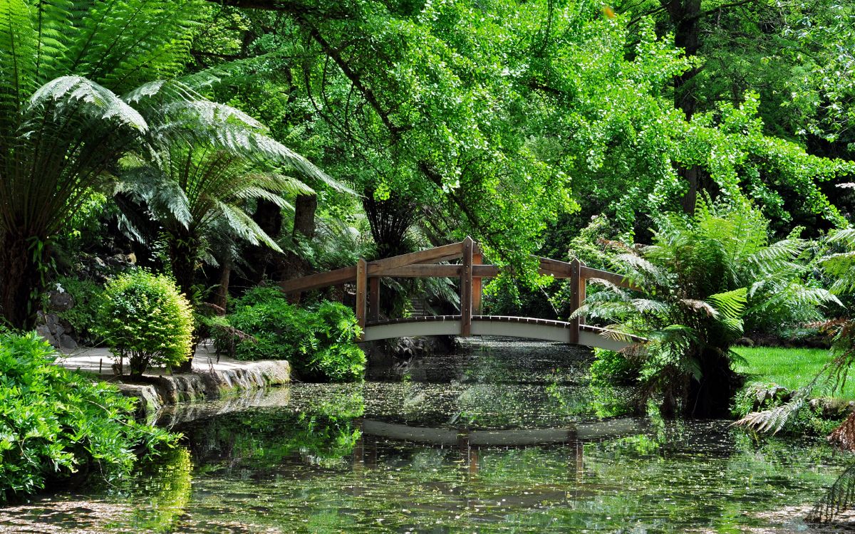 green trees near body of water during daytime