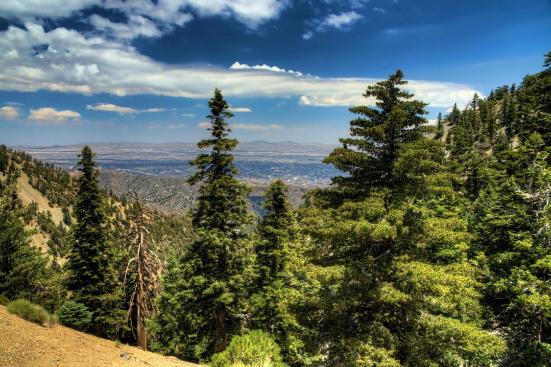Tagsüber Grüne Bäume Unter Blauem Himmel. Wallpaper in 2048x1365 Resolution