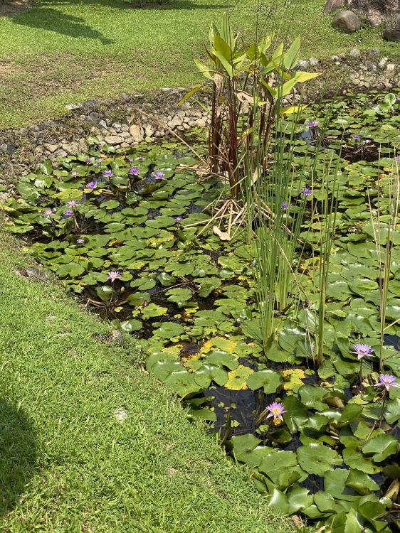 植被, 湿地, 地被, 花园, 陆地上的植物 壁纸 1536x2048 允许