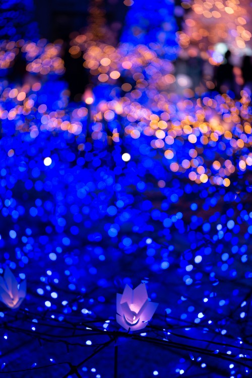 Image pattern, light, electric blue, cobalt blue, bokeh