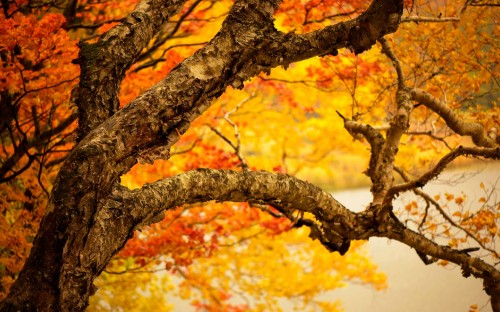 Image brown leaves on tree branch