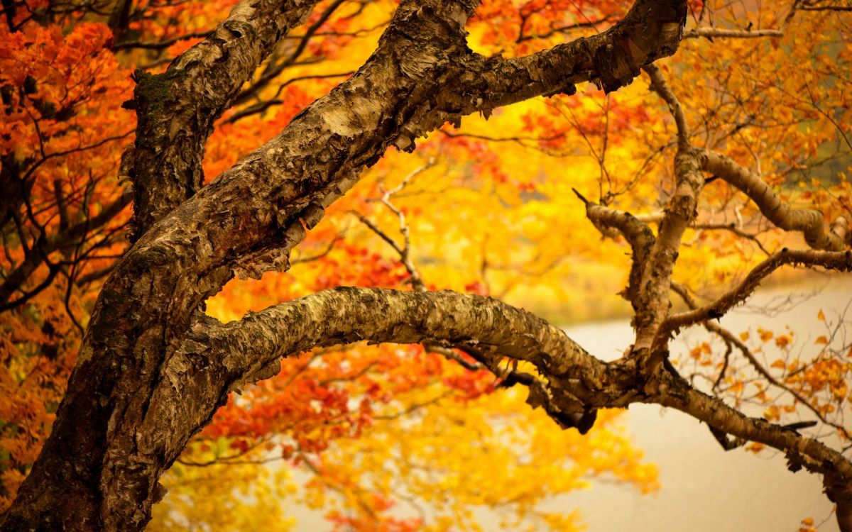 brown leaves on tree branch